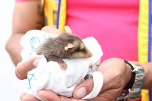 Conoce m&aacute;s sobre las zarig&uuml;eyas, chuchas o zorra